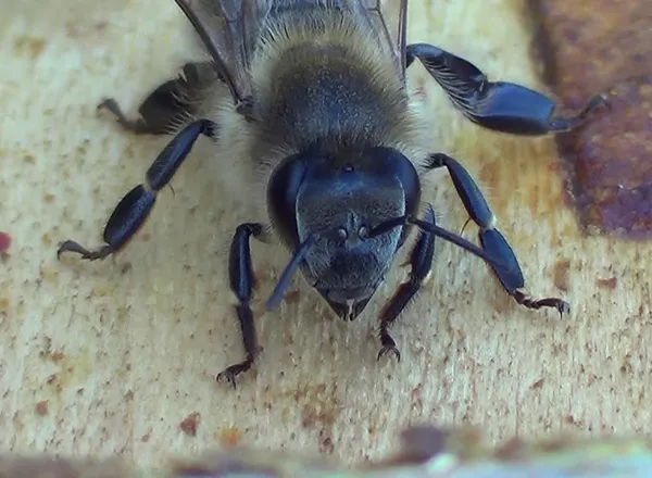 Besposlena pčela